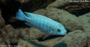 Metriaclima estherae 'Gome Rock' Galerie Metriaclima estherae 'Gome Rock'